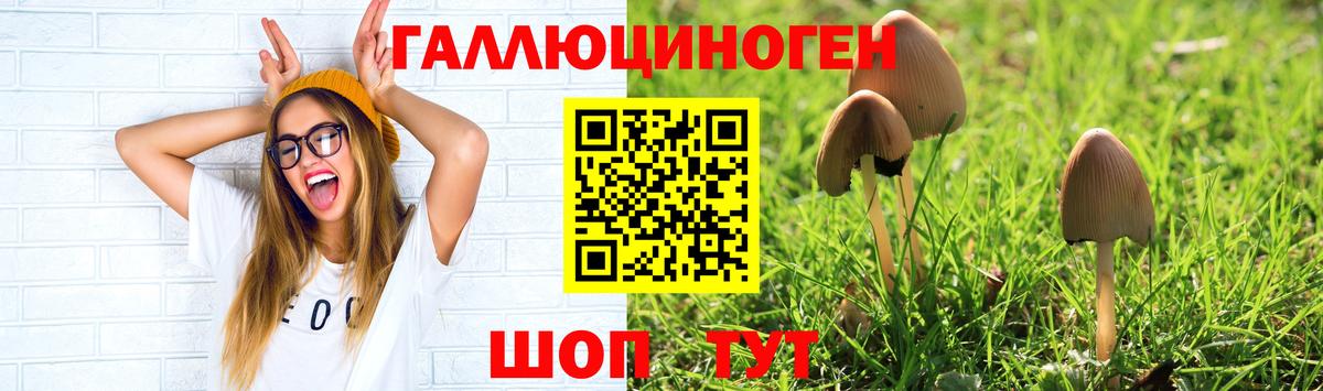 Галлюциногенные грибы Psilocybe  Вход с VPN  купить наркотики сайты  Черкесск 